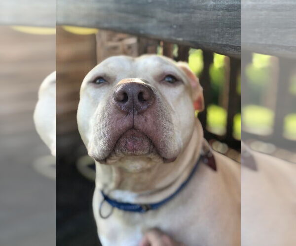 Medium Photo #4 American Staffordshire Terrier Puppy For Sale in West Palm Beach, FL, USA