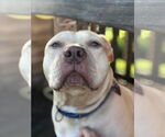Small #3 American Staffordshire Terrier