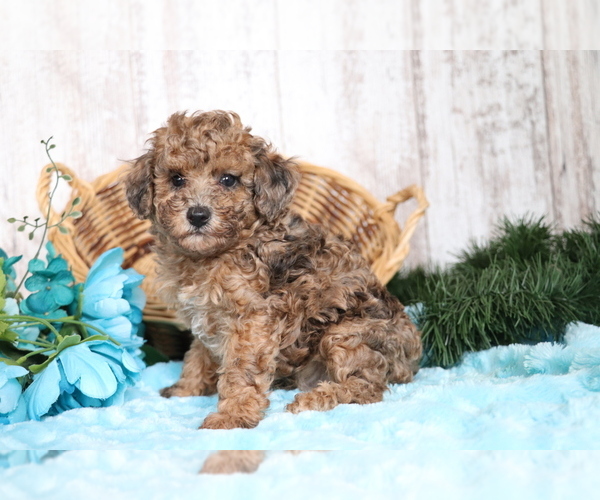 Medium Photo #1 Poodle (Miniature) Puppy For Sale in SHILOH, OH, USA