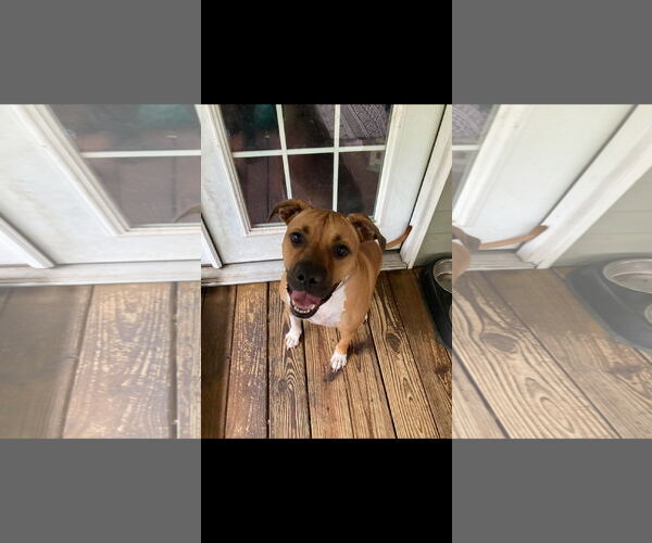 Medium Photo #2 Boxer Puppy For Sale in Brooksville, FL, USA
