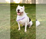 Small #6 American Pit Bull Terrier Mix