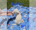 Small Photo #21 Chizer Puppy For Sale in MONTEZUMA, GA, USA