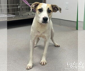 Labrador Retriever-Unknown Mix Dogs for adoption in Washington, DC, USA