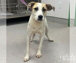 Small Labrador Retriever Mix