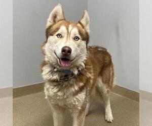 Siberian Husky Dogs for adoption in Aurora, CO, USA