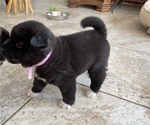 Small Photo #7 Akita Puppy For Sale in ONTARIO, OR, USA