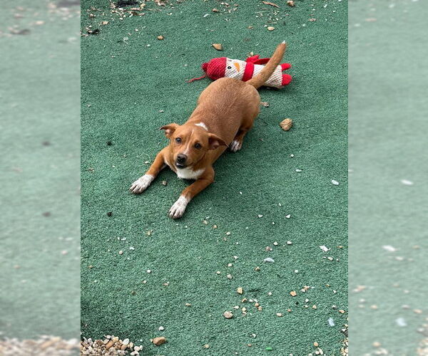 Medium Photo #1 Chiweenie Puppy For Sale in Wakefield, RI, USA