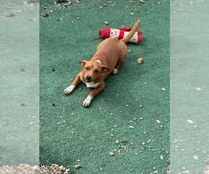 Chiweenie Dogs for adoption in Wakefield, RI, USA