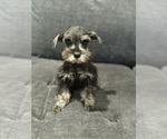 Puppy Small girl Schnauzer (Miniature)