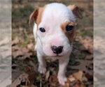 Small #4 Mutt