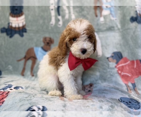 Medium Photo #8 Poodle (Miniature) Puppy For Sale in LAKELAND, FL, USA