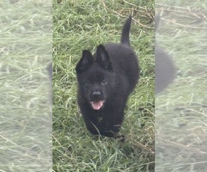 Medium German Shepherd Dog