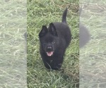 Puppy 1 German Shepherd Dog