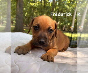 Airedale Terrier-Unknown Mix Dogs for adoption in Rustburg, VA, USA