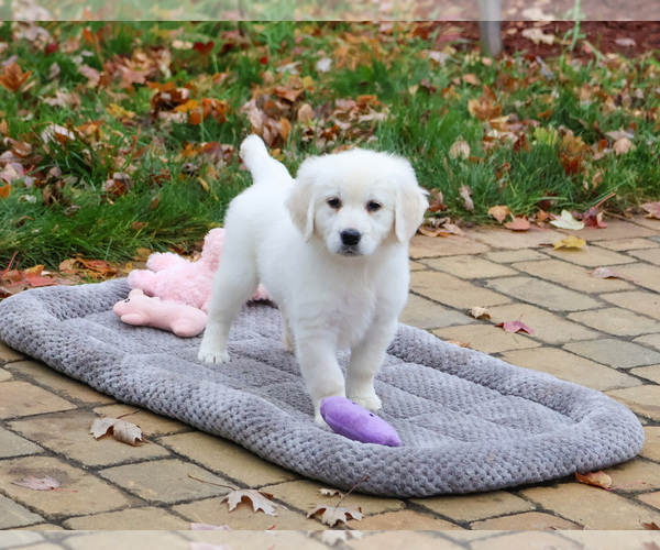 Medium Photo #3 English Cream Golden Retriever Puppy For Sale in SYRACUSE, IN, USA