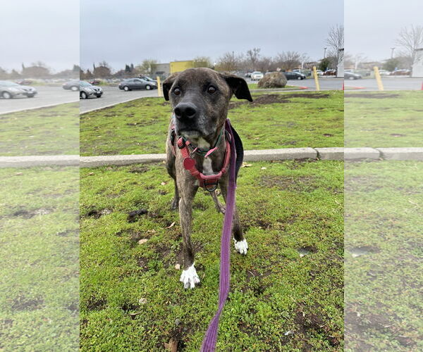 Medium Photo #2 American Pit Bull Terrier-Labrador Retriever Mix Puppy For Sale in Chico, CA, USA