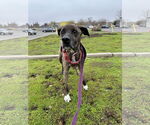 Small #1 American Pit Bull Terrier-Labrador Retriever Mix