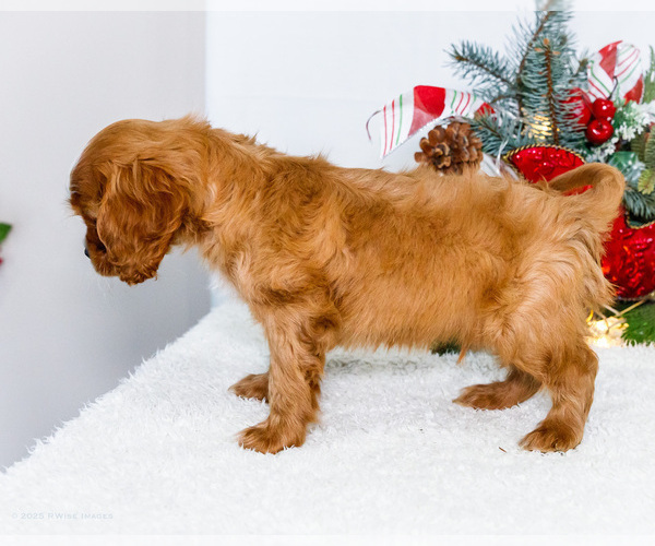 Medium Photo #26 Cavalier King Charles Spaniel Puppy For Sale in WAKARUSA, IN, USA