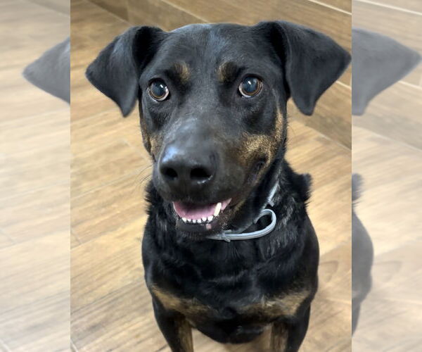 Medium Photo #2 Plott Hound-Rottweiler Mix Puppy For Sale in Green Forest, AR, USA