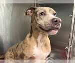 Small Catahoula Leopard Dog-Staffordshire Bull Terrier Mix