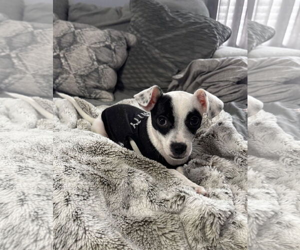 Medium Photo #2 Chihuahua-Unknown Mix Puppy For Sale in Valrico, FL, USA