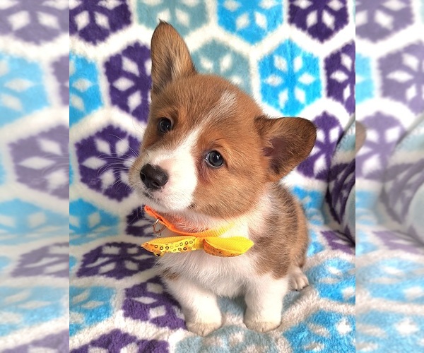 Medium Photo #9 Pembroke Welsh Corgi Puppy For Sale in ARROYO GRANDE, CA, USA