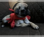 Small Photo #18 Pug Puppy For Sale in HOUSTON, TX, USA