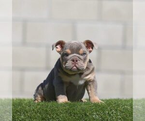 English Bulldog Puppy for sale in NORTHBROOK, IL, USA