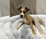 Small #11 German Shepherd Dog Mix