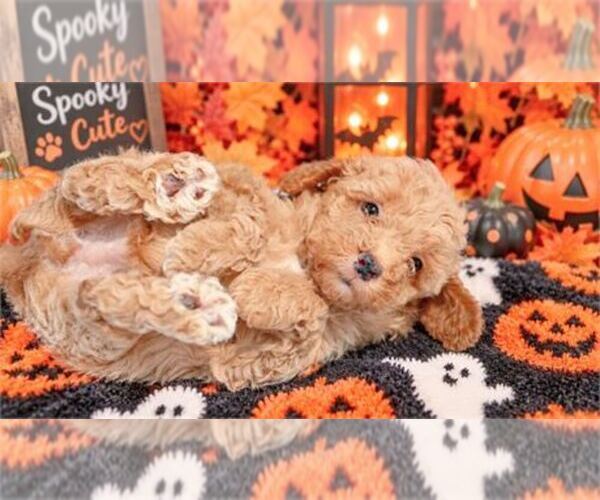 Medium Photo #9 Poodle (Miniature) Puppy For Sale in MIAMI, FL, USA