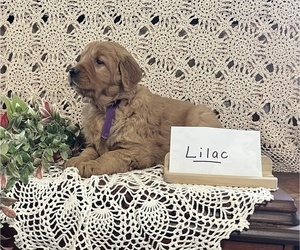 Cane Corso Puppy for sale in WILLARD, WI, USA