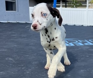 Dalmatian Puppy for sale in PORT SAINT LUCIE, FL, USA