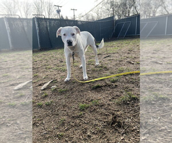 Medium Photo #24 American Pit Bull Terrier-Labrador Retriever Mix Puppy For Sale in Brewster, NY, USA