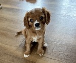 Small #11 Cavalier King Charles Spaniel