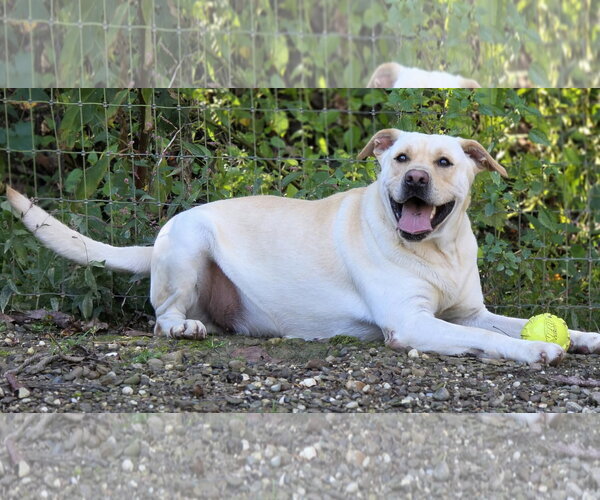 Medium Photo #2 Labrador Retriever-Unknown Mix Puppy For Sale in Woodsfield, OH, USA