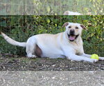 Small Photo #2 Labrador Retriever-Unknown Mix Puppy For Sale in Woodsfield, OH, USA