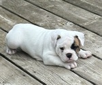 Puppy Puppy 3 willow Olde English Bulldogge
