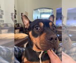 Small #1 Mutt