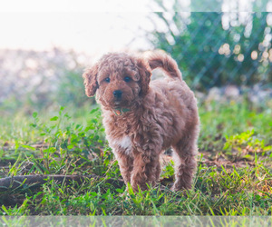 Miniature Labradoodle Puppy for sale in NORTH SIOUX CITY, SD, USA
