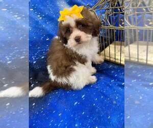Shih-Poo Puppy for sale in INDIANAPOLIS, IN, USA