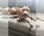 Small #3 American Pit Bull Terrier Mix