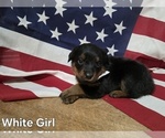 Small #3 Rottweiler