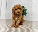Small #3 Cavapoo