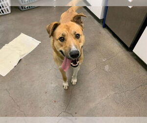 German Shepherd Dog-Unknown Mix Dogs for adoption in Berkeley , CA, USA