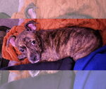 Small #2 Mutt