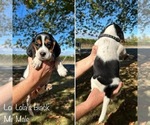 Puppy Lolas Black Beagle