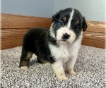 Small #13 Australian Shepherd