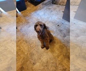 Mother of the Labradoodle puppies born on 04/16/2023