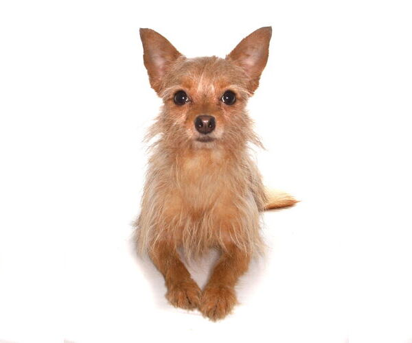 Medium Photo #3 Chihuahua-Unknown Mix Puppy For Sale in Oakland Park, FL, USA