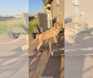 Great Dane Puppy for sale in ABERNATHY, TX, USA